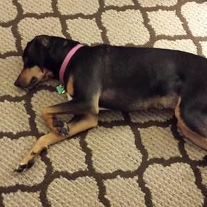 Meet your Posher, Dottie